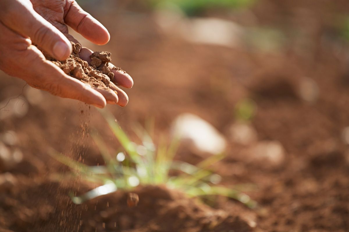 Soil Nutrient Deficiencies